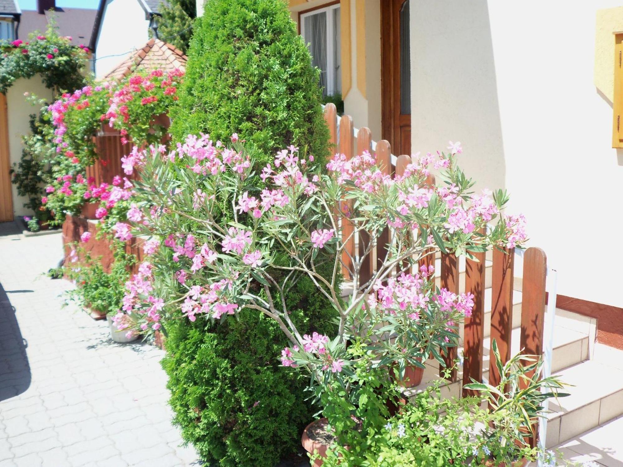 Judit Vendeghaz Heviz Exterior photo